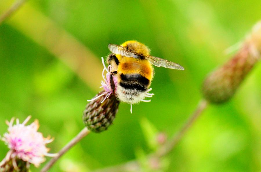 Hellgelbe Erdhummel