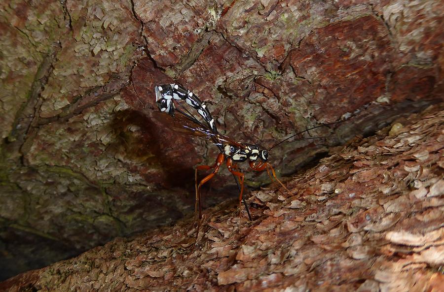 Holzwespen-Schlupfwespe