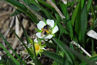 Kleine Sandbiene (1)