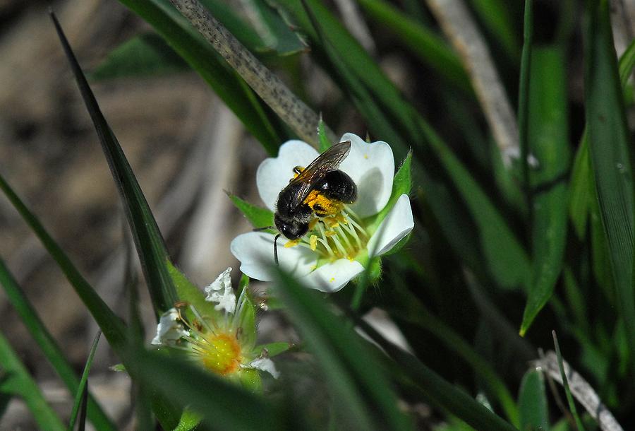 Kleine Sandbiene