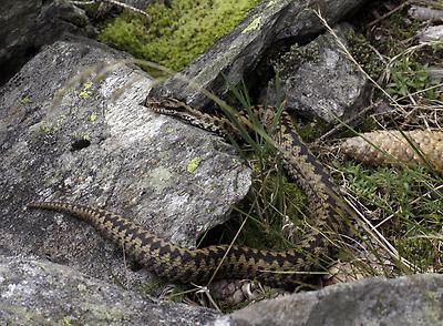 Kreuzotter (vipera bera)