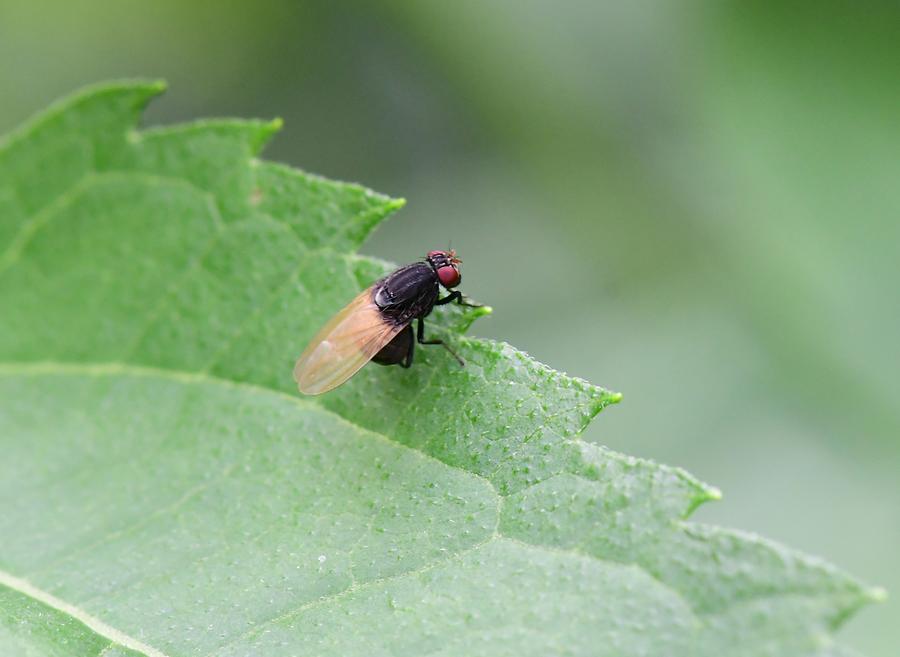 Minettia Longipennis