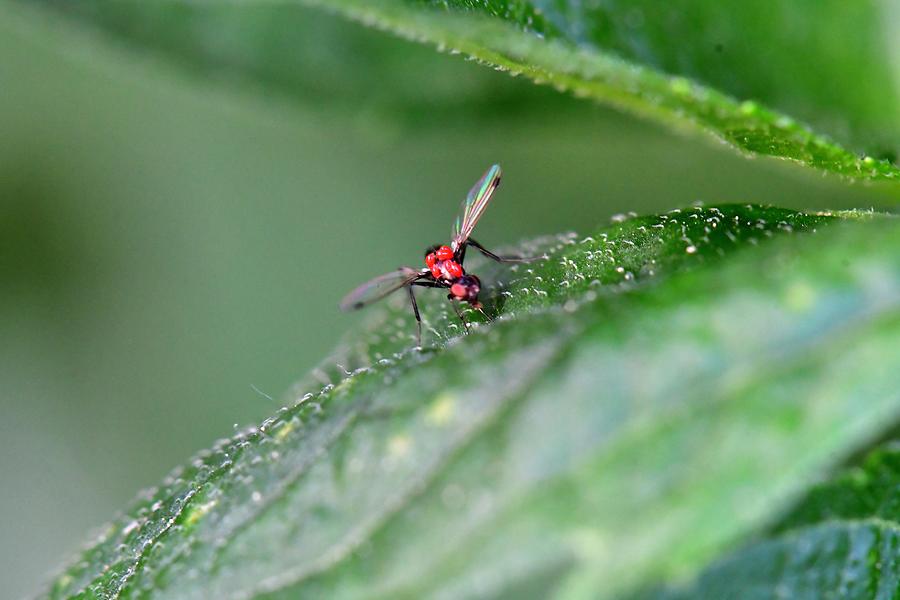 Nemopoda nitidula