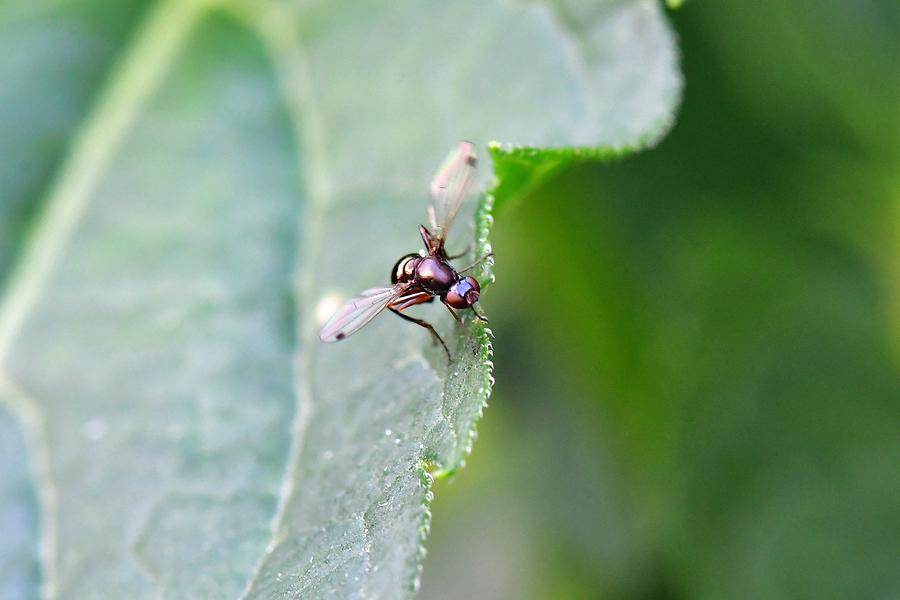 Nemopoda nitidula