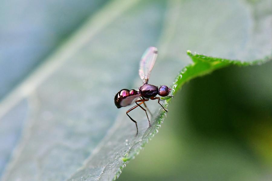 Nemopoda nitidula