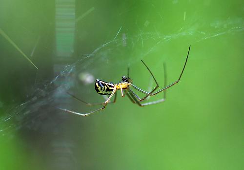 Neriene radiata Fauna Natur im AustriaForum