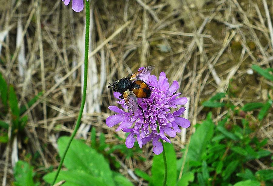 Peleteria rubescens