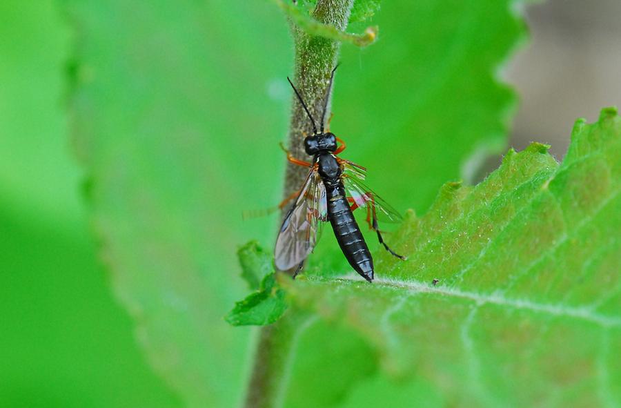 Rotschwarze Blattwespe