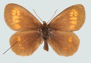 Ähnlicher Mohrenfalter (Erebia eriphyle)