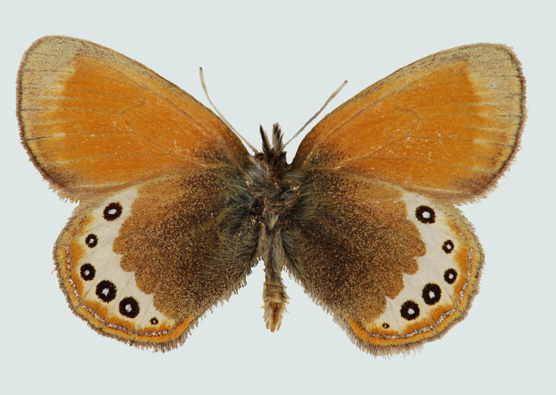 Coenonympha gardetta, OT, Lienz, © Foto M. Lödl