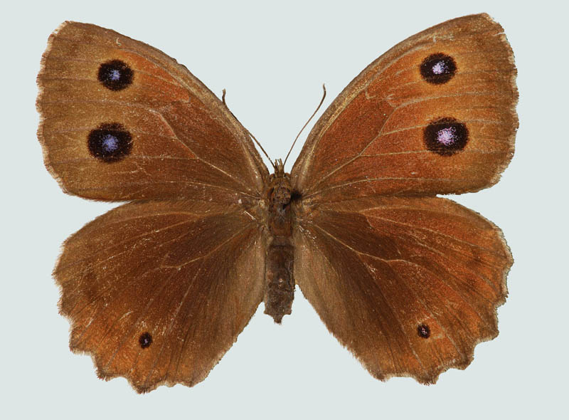 Minois dryas, Weibchen, NÖ, St. Egyden, © Foto M. Lödl