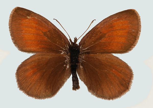 Erebia mnestra, Südtirol, Adamello, © Foto M. Lödl