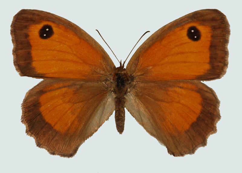 Pyronia tithonus, Weibchen, Gardasee, © Foto M. Lödl