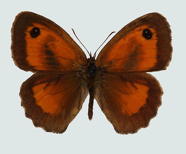 Pyronia tithonus, Männchen, Gardasee, © Foto M. Lödl