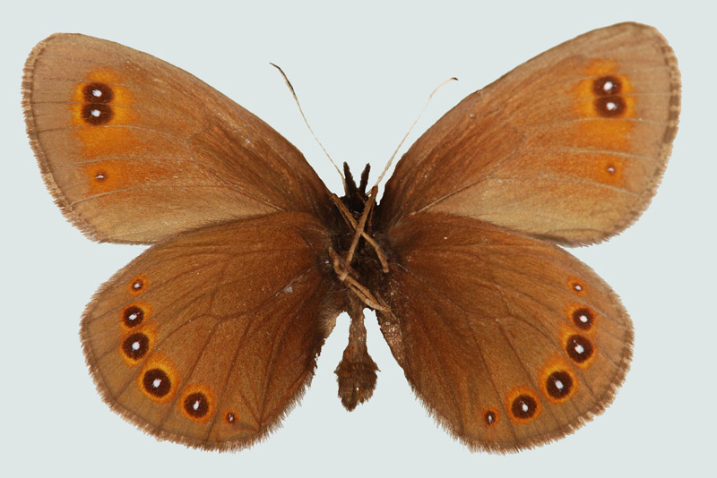 Erebia oeme, Steiermark, Hochschwab, © Foto M. Lödl