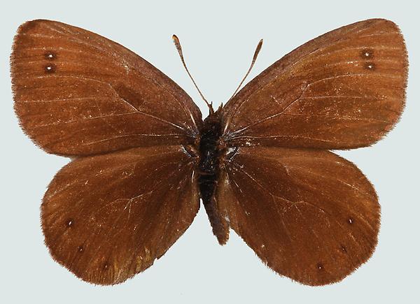 Erebia pluto, Nordtirol, Gschnitztal, © Foto M. Lödl