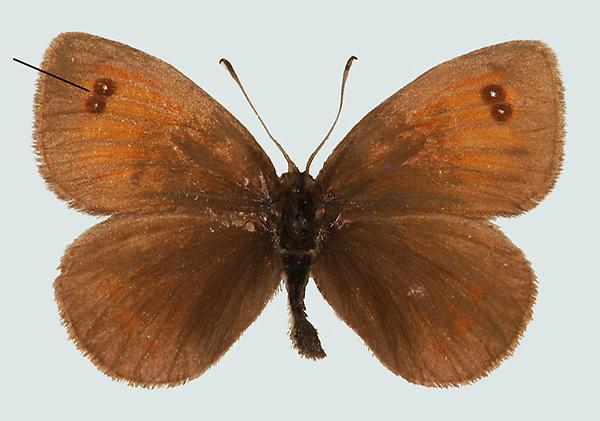 Erebia cassioides, Südtirol, Stilfser Joch, © Foto M. Lödl