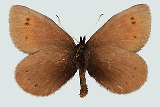 Erebia epiphron aetherius, Unterseite