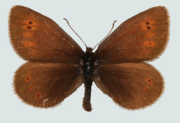 Erebia epiphron aetherius, S, Lungau, Znachtal, © Foto M. Lödl