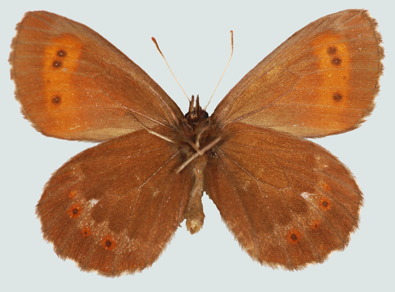 Erebia euryale, Männchen, NÖ, Schneeberg, Unterseite, © Foto M. Lödl