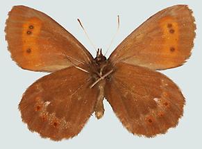 Erebia euryale Männchen, Unterseite