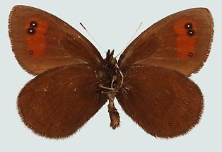 Erebia meolans stygne, Unterseite