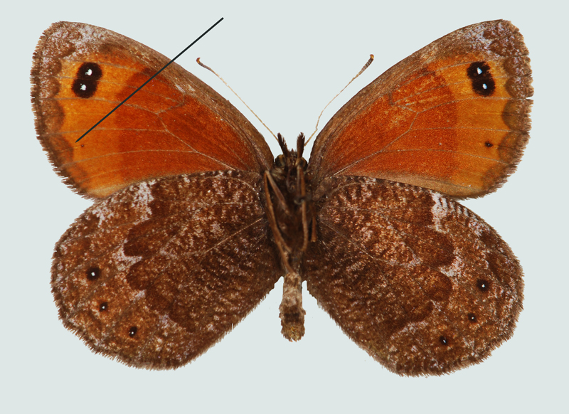 Erebia montana, Südtirol, Ortler, © Foto M. Lödl