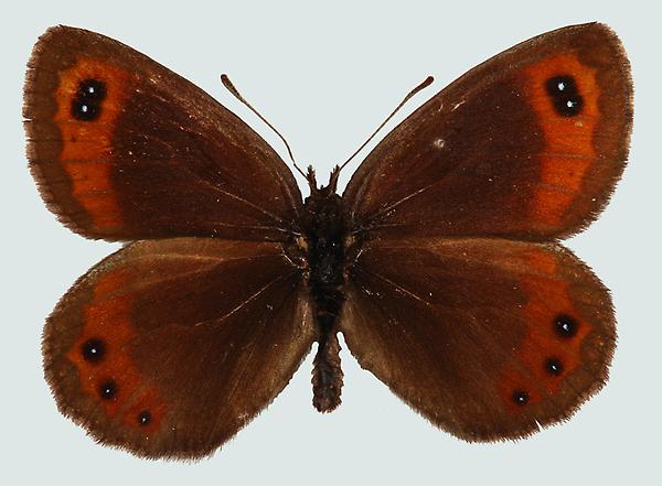 Erebia montana, Südtirol, Ortler, © Foto M. Lödl