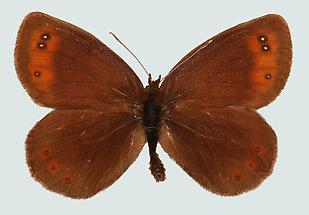 Erebia pronoe 