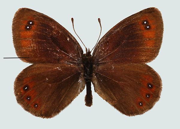 Erebia stirius, Kärnten, Karawanken, © Foto M. Lödl