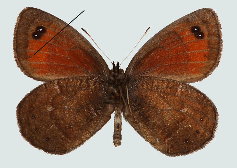 Erebia styx, Nordtirol, Zams, © Foto M. Lödl