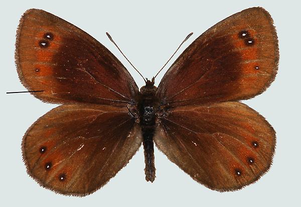 Erebia styx, Nordtirol, Zams, © Foto M. Lödl