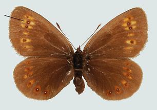 Gelbäugiger Mohrenfalter (Erebia alberganus)