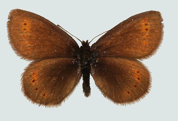 Erebia flavofasciata, CH, Tessin, Campolungo, © Foto M. Lödl