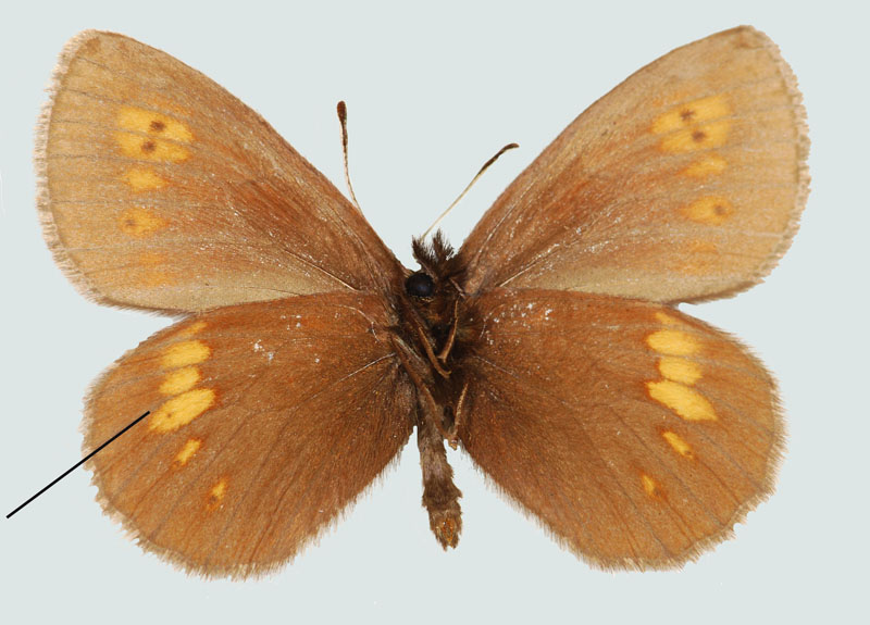 Erebia manto, S, Radstädter Tauern, Unterseite, © Foto M. Lödl