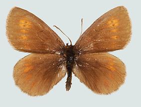 Gelbgefleckter Mohrenfalter (Erebia manto)