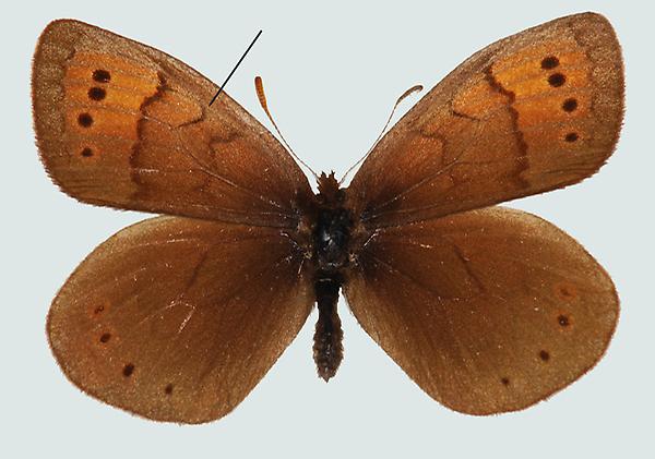 Erebia pandrose, Nordtirol, Zürs, © Foto M. Lödl