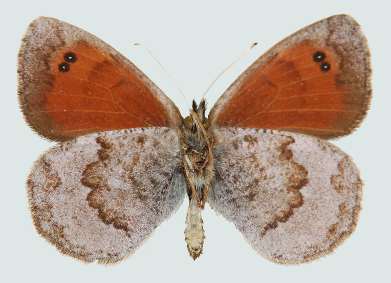 Erebia calcaria, Slowenien, Julische Alpen, © Foto M. Lödl