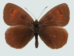 Karawanken-Mohrenfalter (Erebia calcaria)