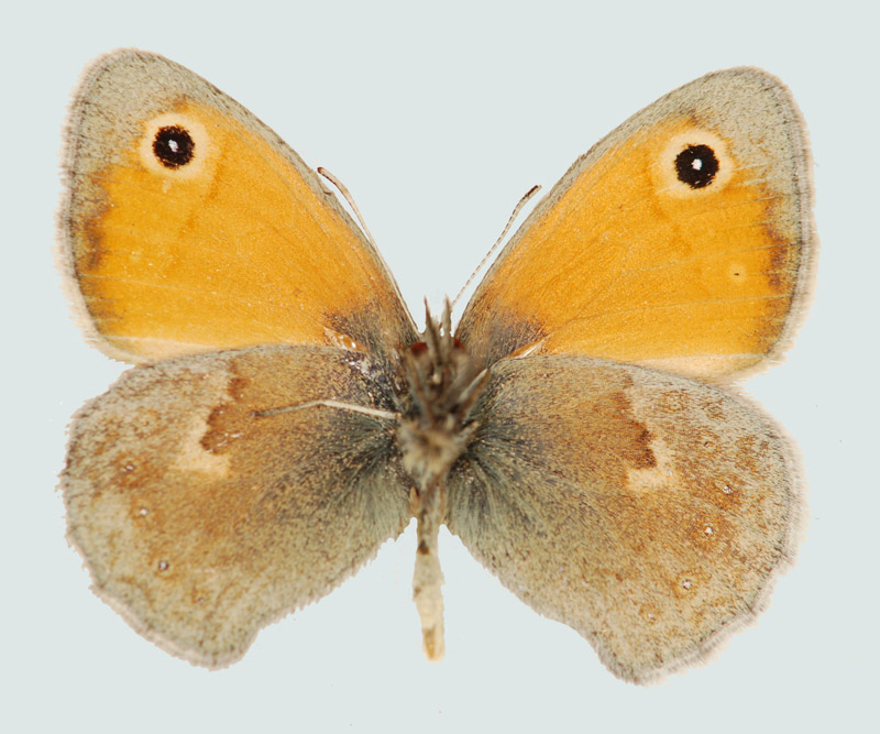 Coenonympha pamphilus, NÖ, St. Egyden, © Foto M. Lödl