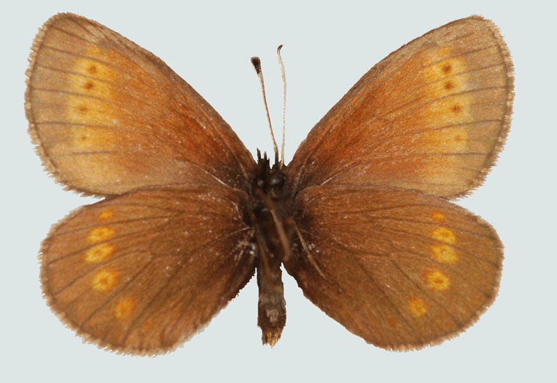 Erebia melampus, NT, Pitztal, Unterseite, © Foto M. Lödl