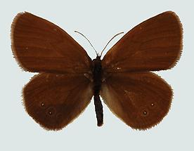 Moor-Wiesenvögelchen (Coenonympha oedippus) 