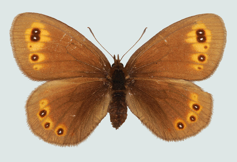 Erebia medusa, Weibchen, NÖ, Langenzersdorf, © Foto M. Lödl