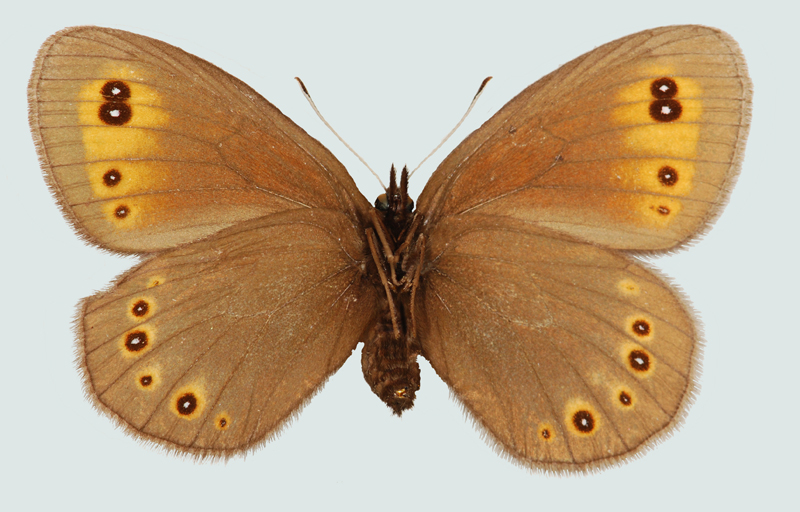 Erebia medusa, Weibchen, NÖ, Langenzersdorf, Unterseite, © Foto M. Lödl