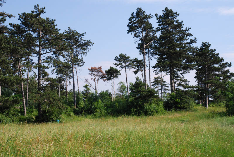 NÖ, Bisamberg, Flugplatz von Hipparchia semele, © Foto M. Lödl