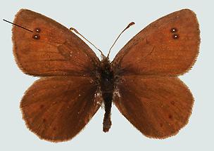 Schillernder Mohrenfalter (Erebia tyndarus)