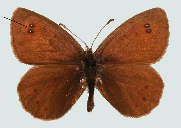 Erebia tyndarus, Südtirol, Seiser Alm, © Foto M. Lödl