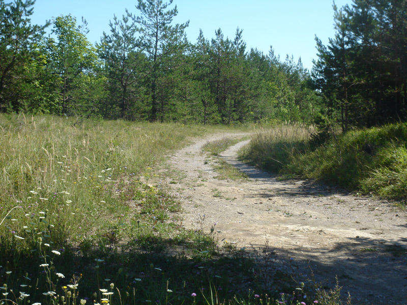 NÖ, Mayerling, Flugplatz von Aphantopus hyperanthus, © Foto M. Lödl