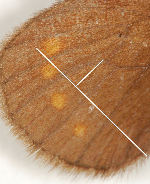 Erebia pharte, NT, Kesselalm b. Roßhag, Flügel, Detail, © Foto M. Lödl