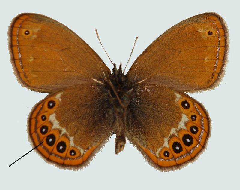 Coenonympha hero, BRD, Bockmer Wald, © Foto M. Lödl